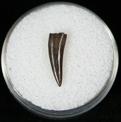 Raptor Tooth - Montana #12675